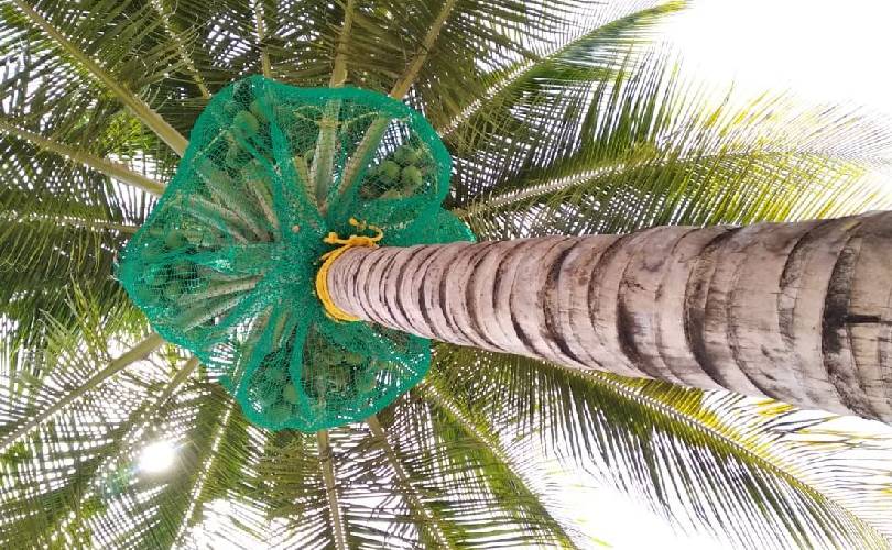 Coconut Tree Safety Nets In Bangalore