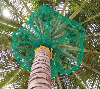 Coconut Tree Safety Nets